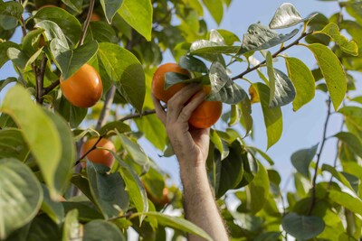 Ribera del Xúquer kakis (CNW Group/AGENCE HOPSCOTCH CANADA LTEE)