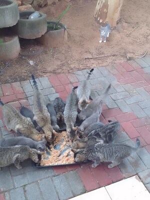 Alley Cat Rescue Exceeds 6,000 Domestic Cat Sterilizations Around Kruger National Park to Protect African Wildcats