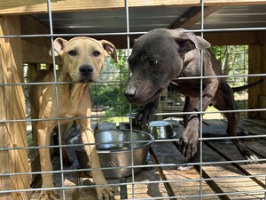 Animal Rescue Corps rescues eight neglected pit bulls with aid from local law enforcement