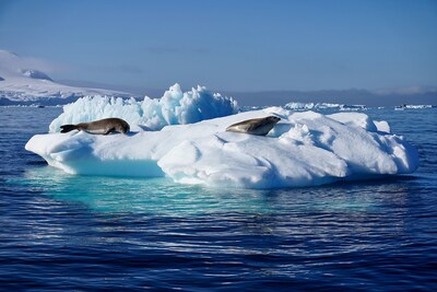 In 2026, Antarctica is trending "hot" with Pavlus Travel & Cruise's luxury clients. Above, seals lounge on an Antarctic ice floe. Photo by Shutterstock.