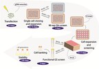 Experimental overview of gene editing and clone screening.