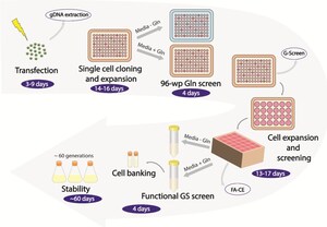 New Research Highlights Cas-CLOVER Gene Editing Potential for CHO Cell Line Development