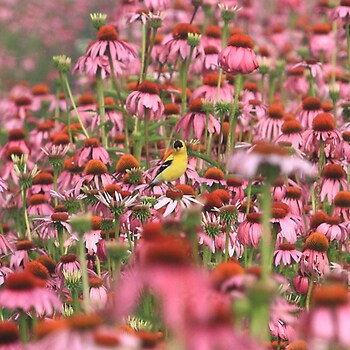 The echinacea fields at The Gaia Herbs® Farm