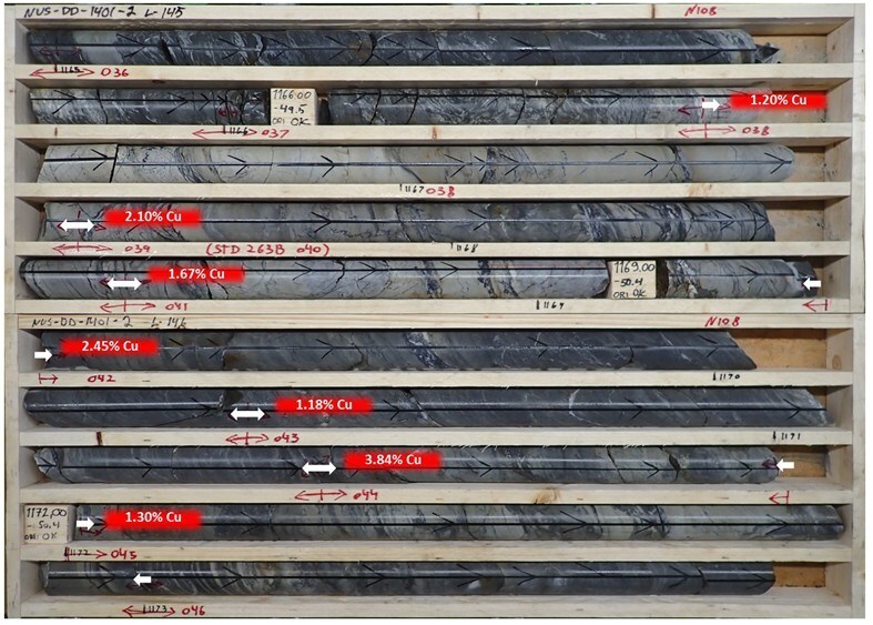 Figure 2, Mineralized drill core from NUS-DD-1401-03A showing the brecciated dolomite horizon encompassed within the local schists. Sample values (copper) are marked in red whilst the white arrows mark the sample boundaries (CNW Group/Blue Moon Metals) Figure 2, Mineralized drill core from NUS-DD-1401-03A showing the brecciated dolomite horizon encompassed within the local schists. Sample values (copper) are marked in red whilst the white arrows mark the sample boundaries (CNW Group/Blue Moon Metals)