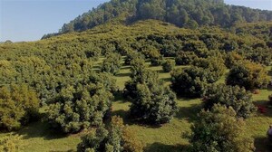APEAM, SEMARNAT, and PROFEPA Formalize Zero Deforestation Agreement for Mexican Avocados for Export