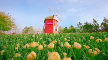 Thanksgiving Point Tulip Festival