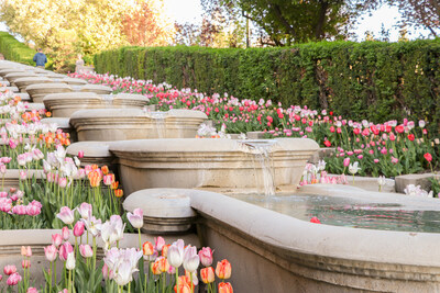 Tulip Festival