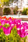 Tulip Festival at Ashton Gardens