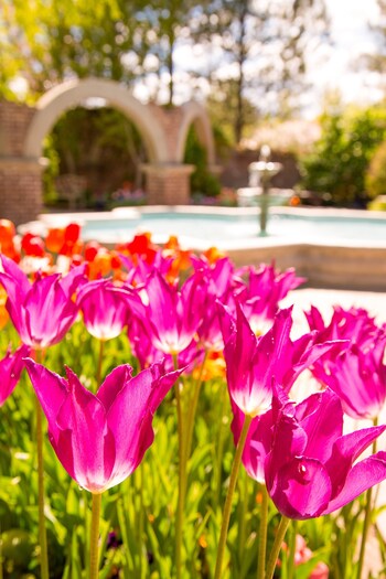 Tulip Festival at Ashton Gardens