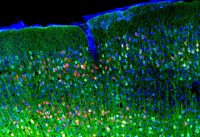 Multicolor image of mouse brain tissue showing neurons labeled with a red fluorescent VIS-Fb that binds to the green calcium biosensor and is localized to the cell bodies. Neurons are further highlighted in blue. Credit Barykina et al., Nature Methods