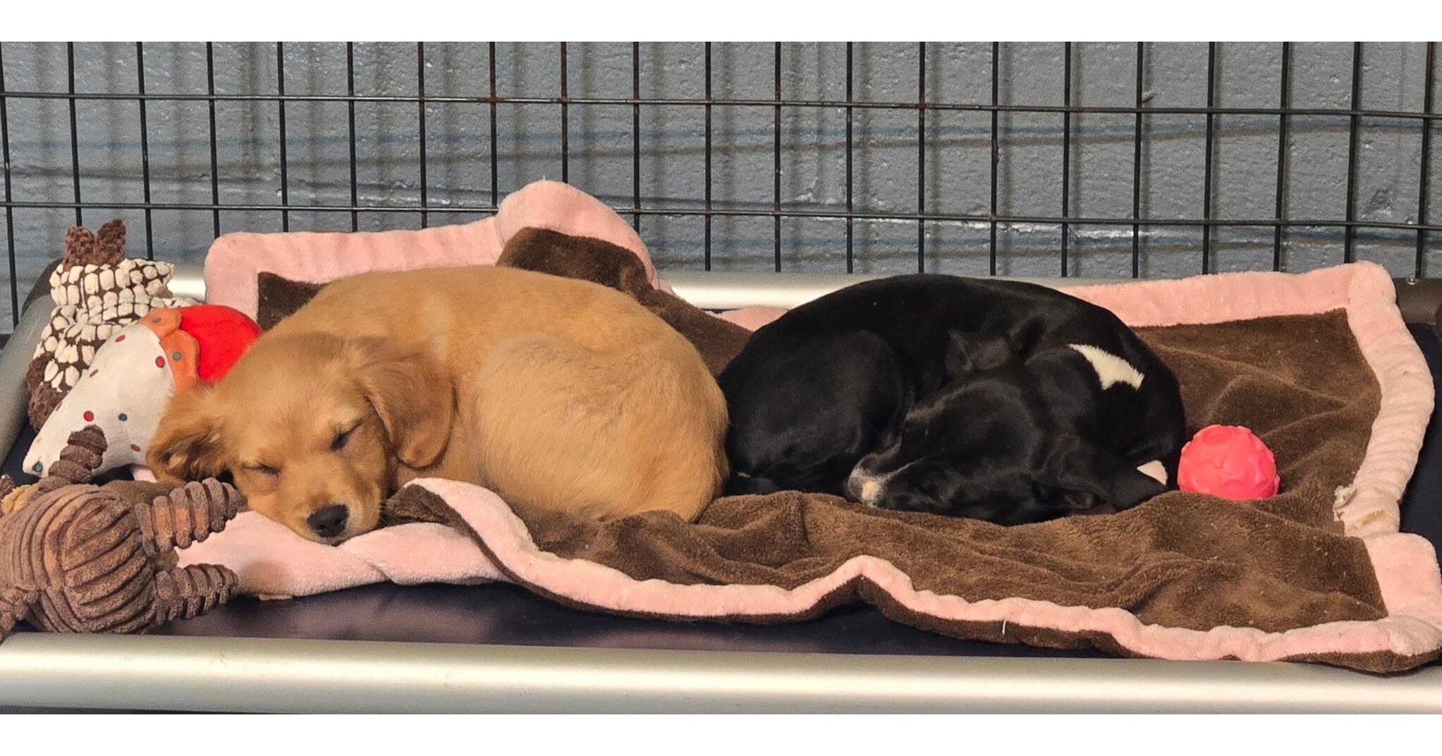 Animal Rescue Corps saves 37 additional dogs through collaboration with animal control agencies