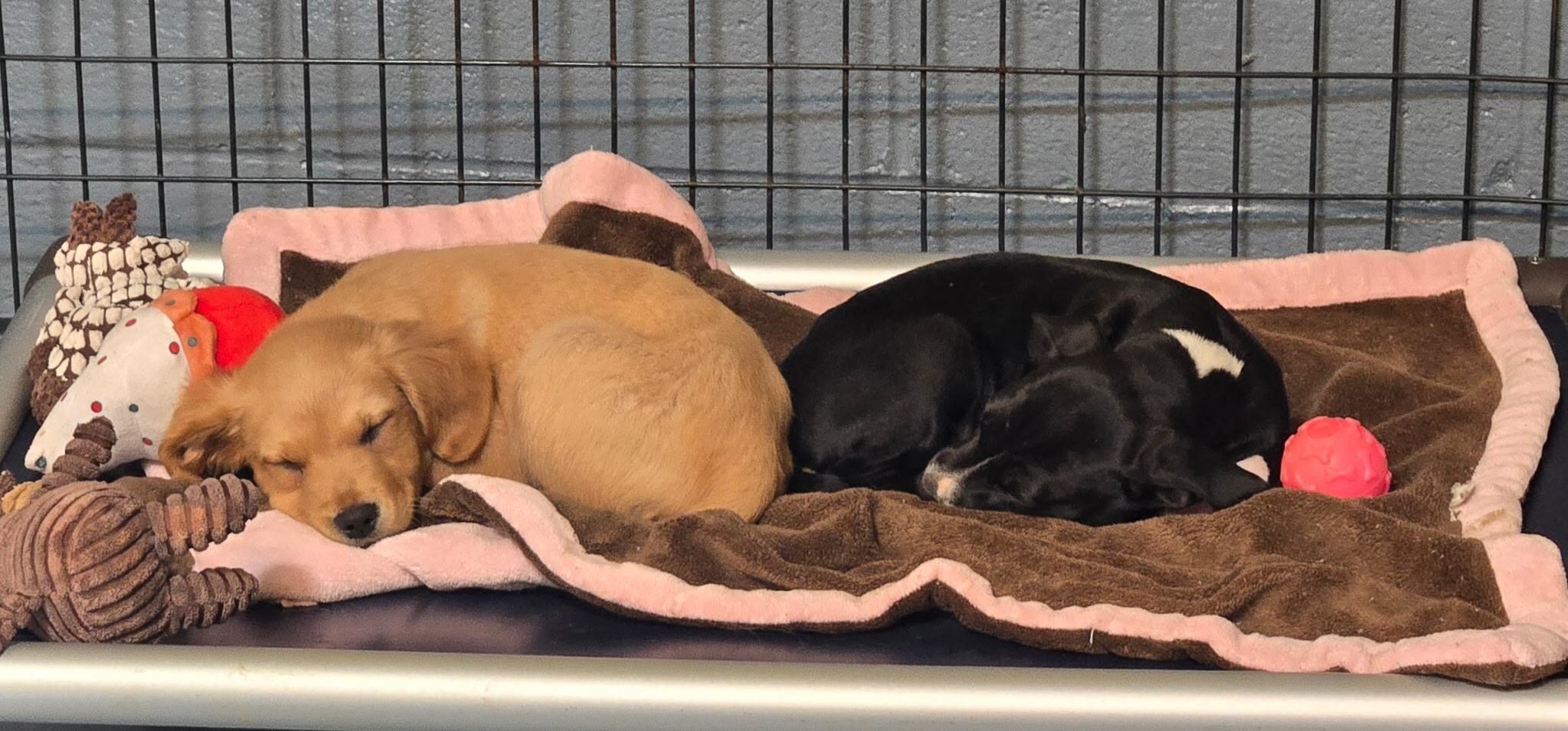 Animal Rescue Corps saves 37 additional dogs through collaboration with animal control agencies