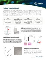 Trailhead Biosystems Expands iPSC Derived Cell Portfolio with TrailBio® Endothelial Cells
