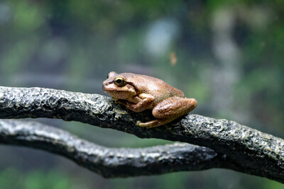 World first for endangered frogs facing extinction