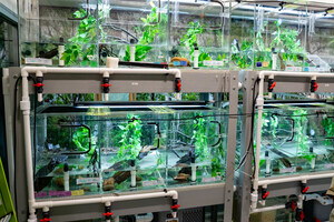 World first for endangered frogs facing extinction