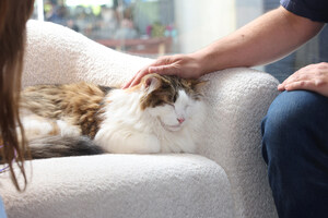 Purina Cat Chow Brings the Healing Power of Cats to College Campuses Across the Country