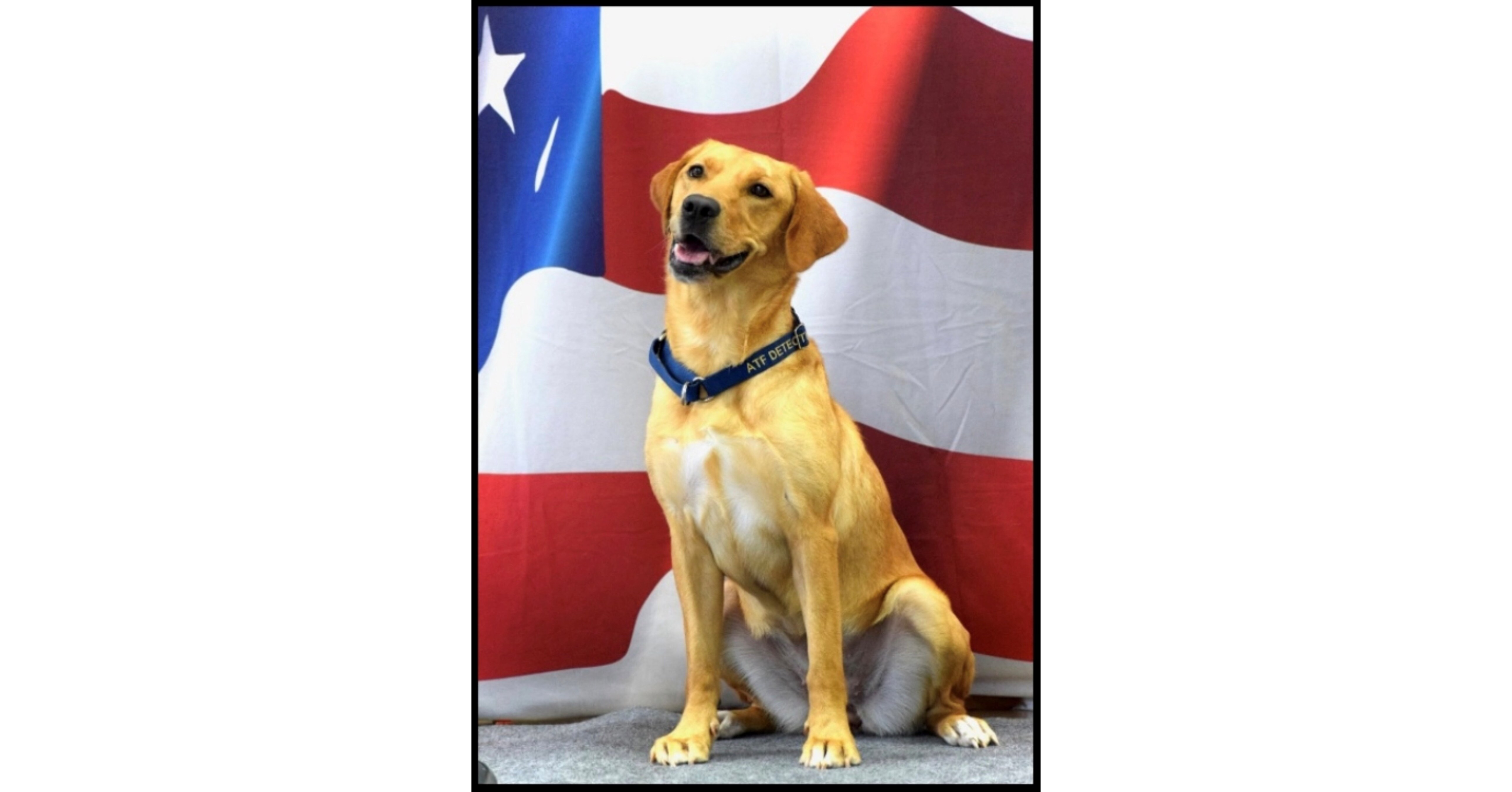 Alcatraz East Crime Museum Highlighting Police Week, Holding K-9 Meet and...