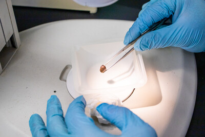 Tick manipulation in lab (CNW Group/Bishop's University)