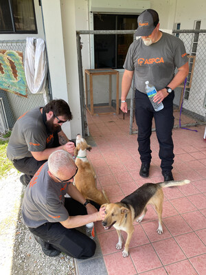 The ASPCA's disaster response team is distributing essential supplies for impacted animals in Saipan following Typhoon Sinlaku.