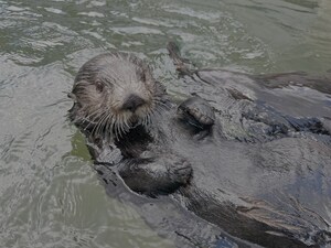 THE VANCOUVER AQUARIUM AND AQUARIUM DU QUEBEC COLLABORATE TO EXPAND CARE FOR RESCUED SEA OTTERS IN CANADA