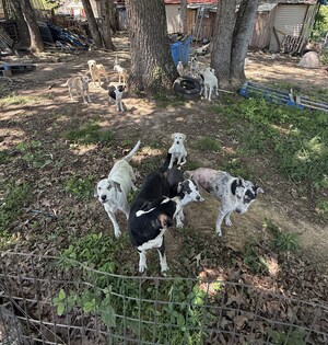 Animal Rescue Corps responds to urgent surrender, rescues 18 dogs in McKenzie, Tennessee