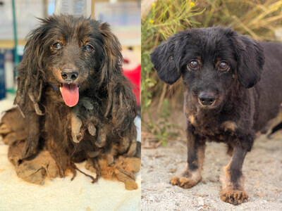 Dominic came to the Palm Springs Animal Shelter after his owner was found deceased. With no one to care for him, the poor pup was severely matted. Groomers Jasmina and Stephanie teamed up to reveal the gentle dog under all the dirty fur, including his tiny paws and handsome ears. Dominic now looks and feels like a whole new dog—and he’s ready to find a family to love.