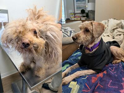Surrendered by the only family she’d ever known, Kailey hadn’t been groomed in four years. Her tiny body was covered in matting so tight she could barely open her mouth to eat. The SPCA of Anne Arundel County in Annapolis, MD, took her in, and groomer Patrice McCarron went to work. After hours of patient pampering, Kailey was finally free from pain and the weight of neglect. Once forgotten, Kailey is now cherished by a new family.