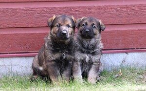 The RCMP is excited to announce the 2026 Name the Puppy Contest winners