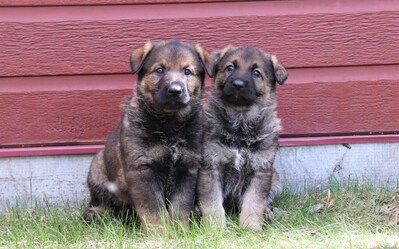 Two German shepherd puppies sitting next to each other in the grass up against a red building. (CNW Group/Royal Canadian Mounted Police Media Relations and Issues Management)