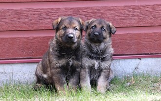 Deux chiots bergers allemands sont assis l’un à côté de l’autre dans l’herbe contre un bâtiment rouge. (Groupe CNW/Royal Canadian Mounted Police Media Relations and Issues Management)