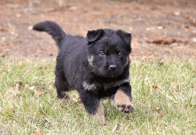 Un chiot berger allemand court dans l’herbe. (Groupe CNW/Royal Canadian Mounted Police Media Relations and Issues Management)