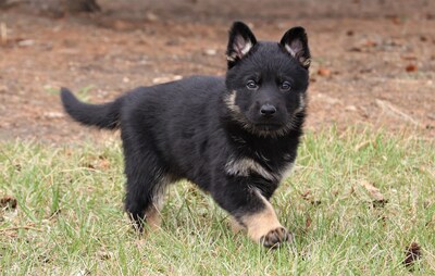 Un chiot berger allemand court dans l’herbe. (Groupe CNW/Royal Canadian Mounted Police Media Relations and Issues Management)