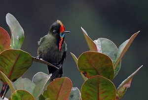 Colombia Leads the World in the Largest Global Bird Count