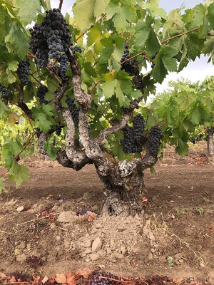 Robert Biale Vineyards Presents Napa As It Was: A New Film Series and Collaboration