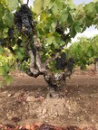 Robert Biale Vineyards' Old Kraft Vineyard, planted in the 1890s.