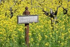 Aldo's Vineyard