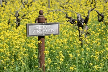 Aldo's Vineyard
