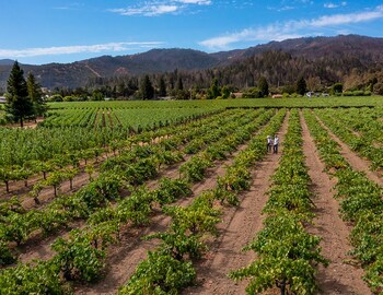 Old Kraft Vineyard