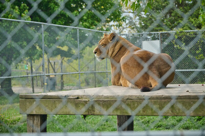 L'Ontario se classe au dernier rang en matière de protection des zoos amateurs au Canada, tandis que le Québec a été déclassé à la suite d'une enquête
