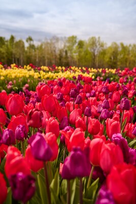 Saunders Farm Tulipfest (CNW Group/Saunders Farm)
