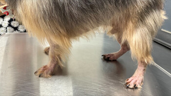 Beaux, a 6-year-old Yorkie from Austin, TX before receiving his first Befrena injection on March 31st, 2026