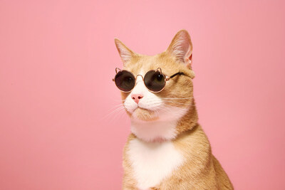 Even the coolest cats can get in on the action with bestselling cat glasses from Petco's summer collection.
