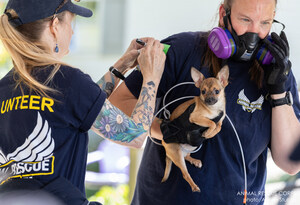 Animal Rescue Corps rescues 133 chihuahuas, one large dog, 12 cats from overcrowded Tennessee property