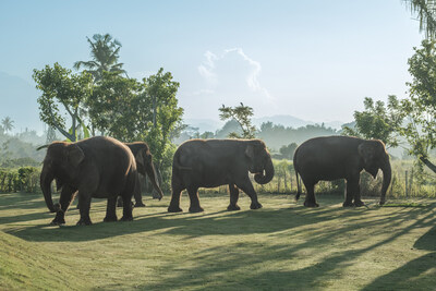 Sumatran elephants at Bali Zoo’s Elephant Explorer experience Sumatran elephants at Bali Zoo’s Elephant Explorer experience