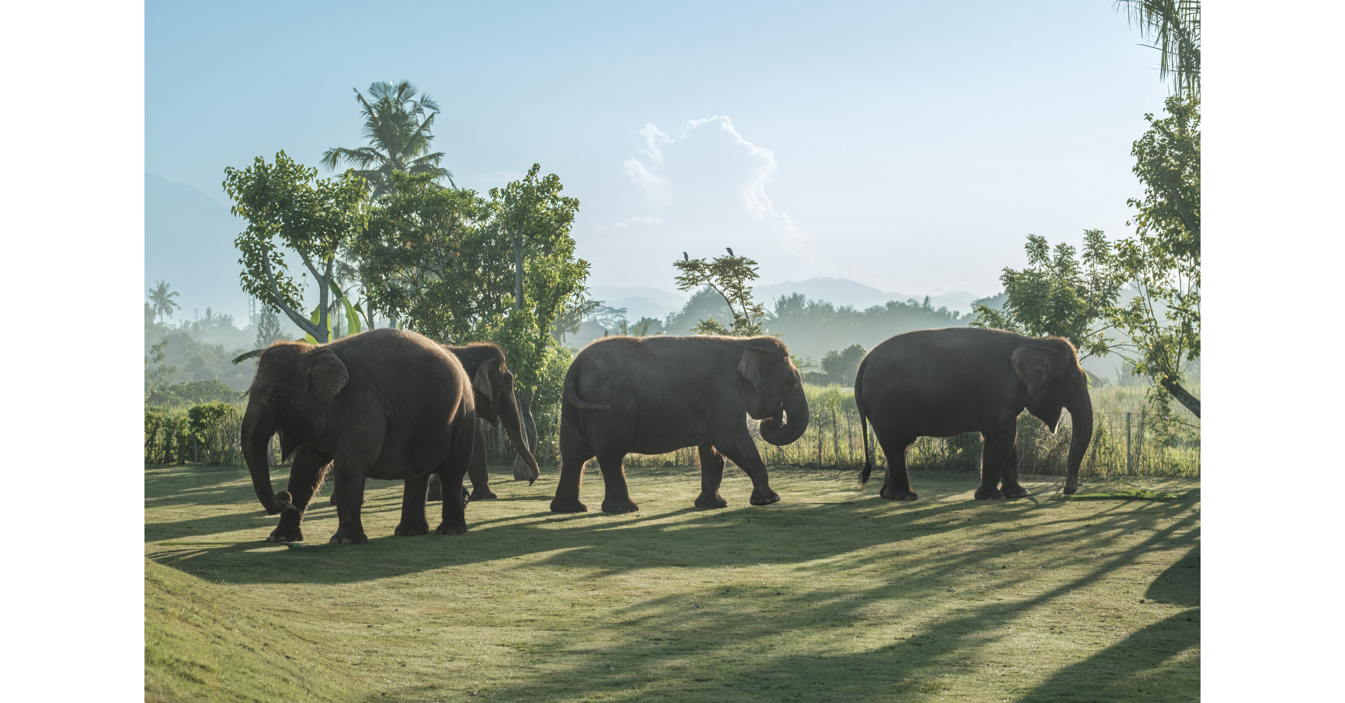 Bali Zoo launches Elephant Explorer, a new approach to elephant encounters