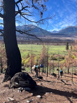 Forests Canada Releases Post-Wildfire Forest Recovery Report