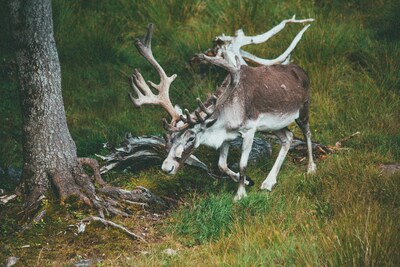 NESPRESSO CANADA ET ARBRES CANADA S'ASSOCIENT POUR LANCER UNE NOUVELLE INITIATIVE DE RESTAURATION DE LA BIODIVERSITÉ VISANT À CONTRIBUER À LA PROTECTION DES ÉCOSYSTÈMES VULNÉRABLES DU CANADA