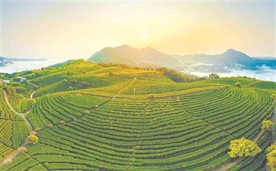 Xinhua Silk Road: 역사적인 홍차 브랜드, 중국 남동부 푸젠 농촌 번영 견인