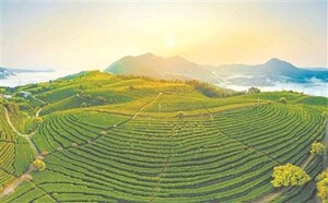 Xinhua Silk Road: 역사적인 홍차 브랜드, 중국 남동부 푸젠 농촌 번영 견인