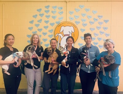 Muttville Senior Dog Rescue Photo Muttville Senior Dog Rescue Photo